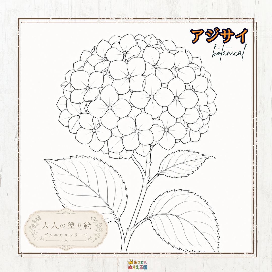 【大人の塗り絵】繊細な紫陽花のボタニカル無料PDF（A4・2L・ポストカード）