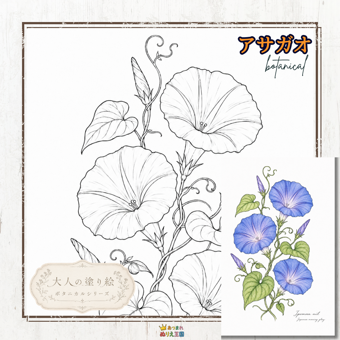 無料で楽しめる朝顔の大人の塗り絵｜8月におすすめのボタニカルぬりえ