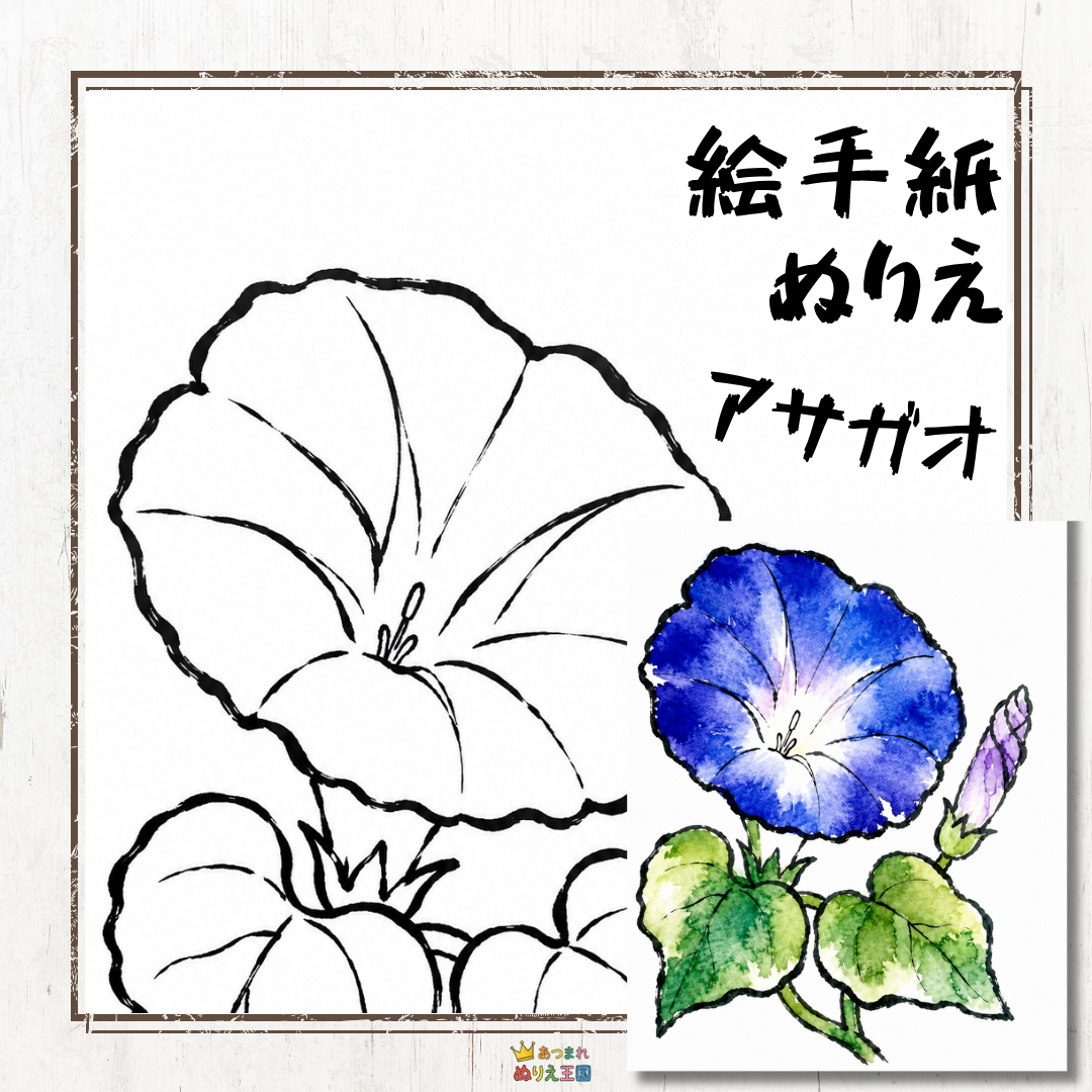 大人の塗り絵【無料】朝顔の絵手紙風デザイン｜夏のご挨拶や趣味の時間に