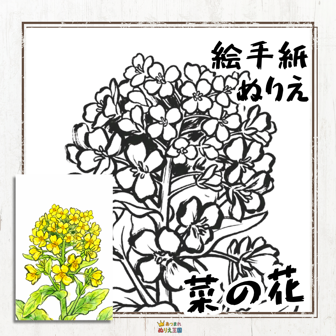 春の訪れを告げる鮮やかな黄色い花「菜の花」を、味わいのある筆ペン風の線画で塗り絵にしました