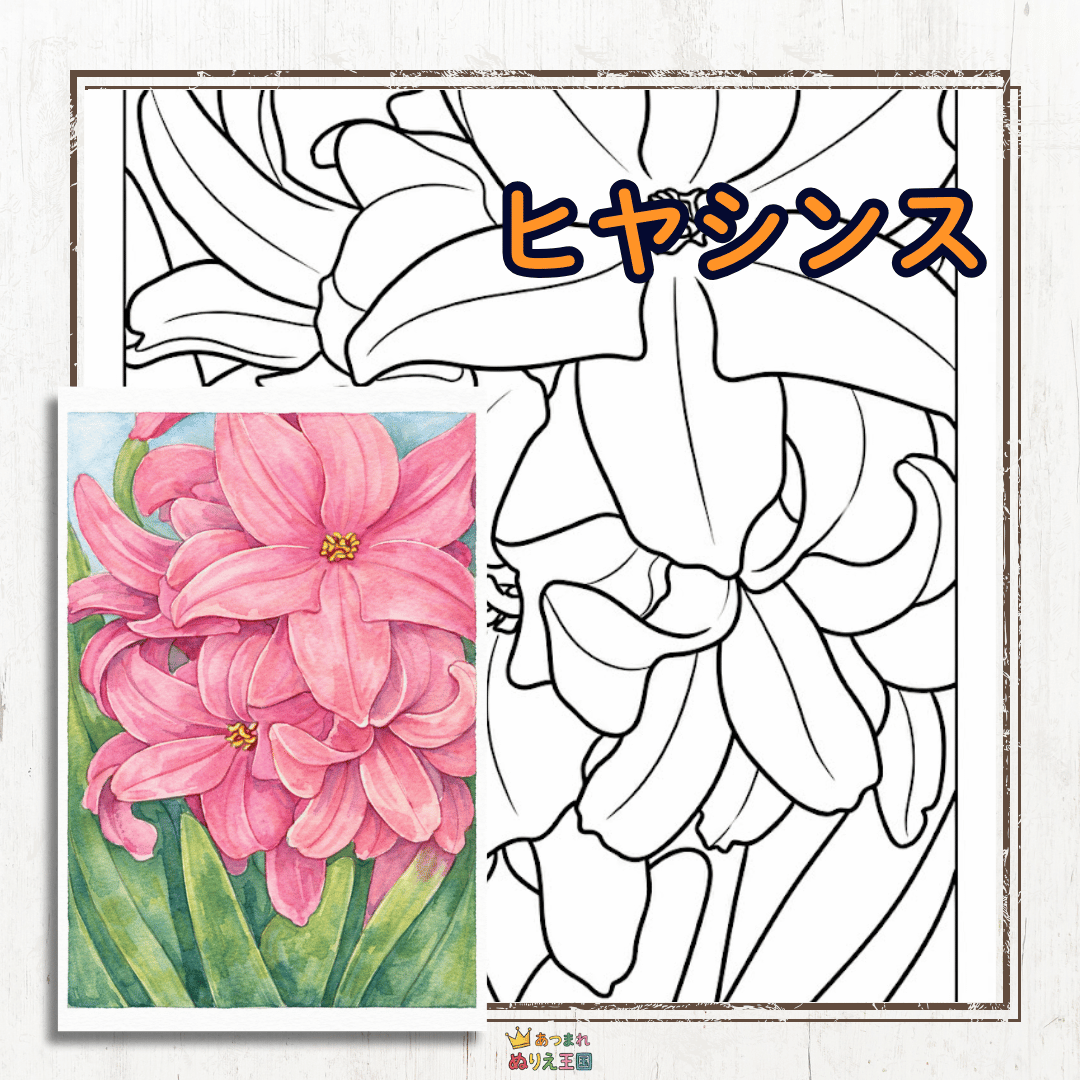 高齢者用、簡単なヒヤシンスの塗り絵
