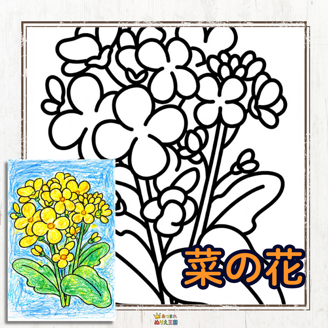 春の訪れを感じる、明るい「菜の花」の塗り絵ですね！大きくはっきりとした線で描かれているので、高齢者の方にもとても塗りやすい、素晴らしいデザインです。