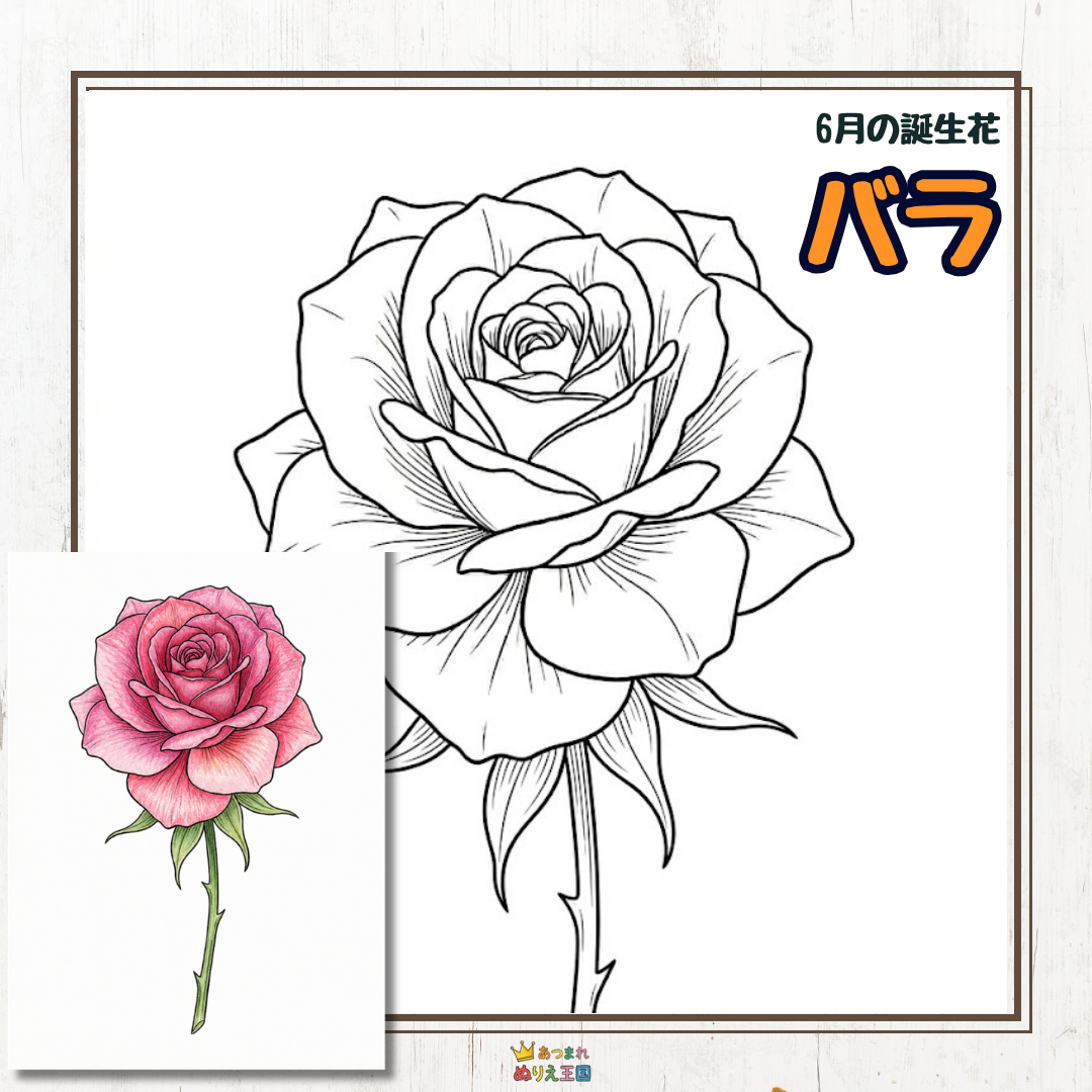 【A4印刷無料】大人向けのレク素材：6月の誕生花「バラ」の塗り絵｜脳トレ