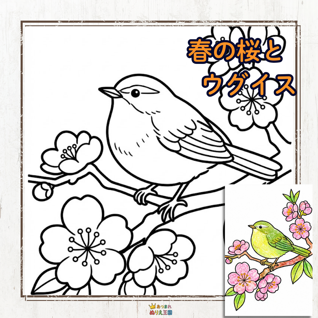 春の訪れを告げる「桜」と「ウグイス」の、4月にぴったりな塗り絵ですね！線が太くはっきりとしており、高齢者の方でもストレスなく楽しめる素晴らしい構成です。