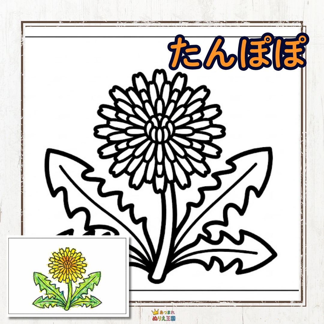 はじめての塗り絵に！シンプルでかわいい「たんぽぽ」の無料PDF（A4印刷用）