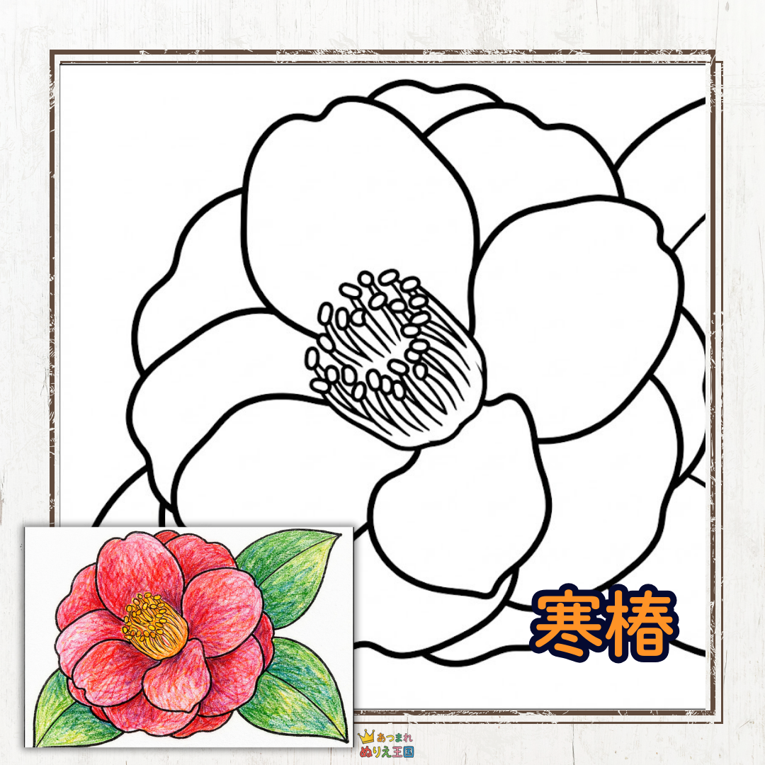 冬の花「寒椿」のシンプル塗り絵（11月・12月・1月・2月）
