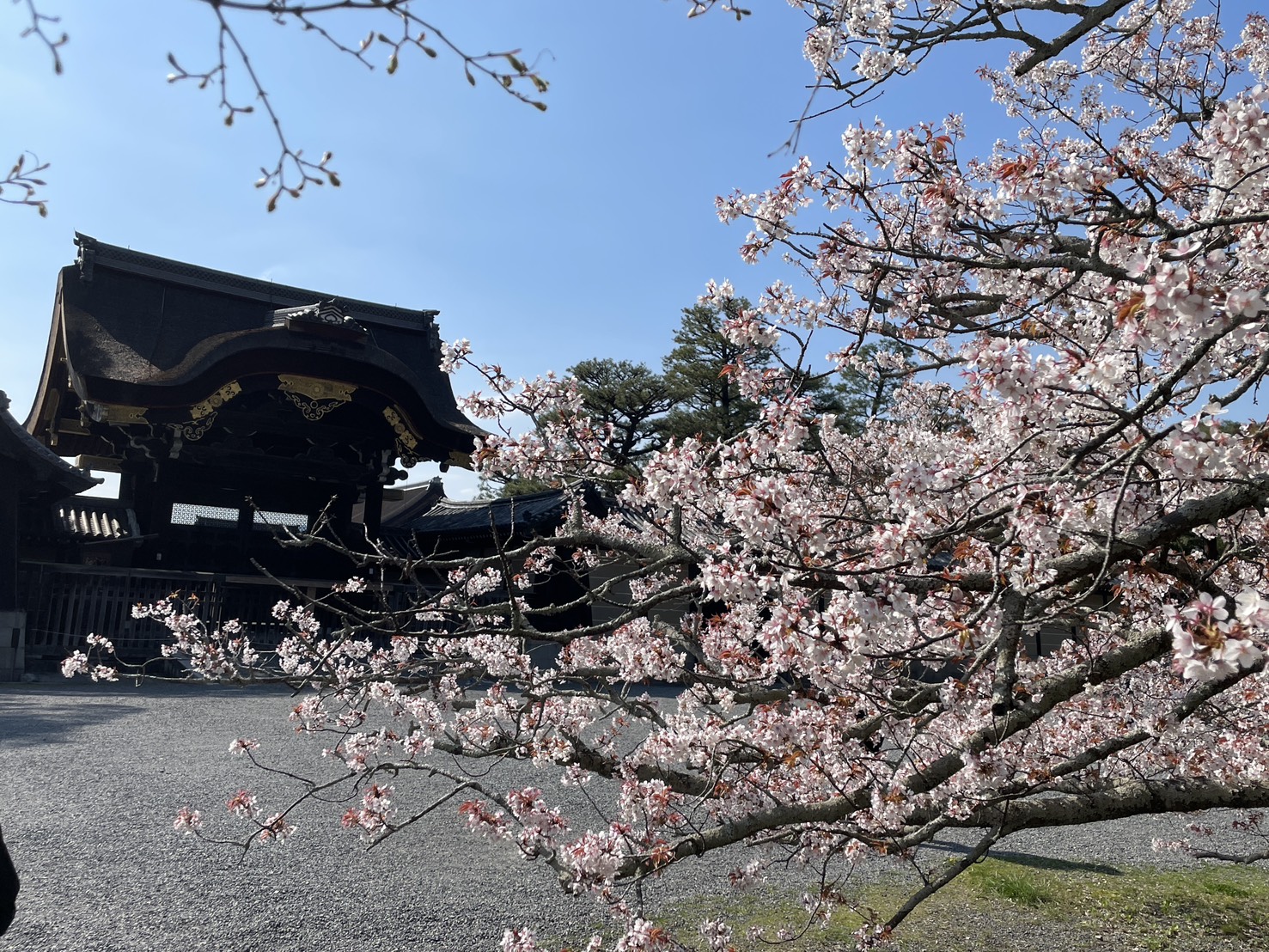 2026年春、京都御所の門と満開の桜の風景写真