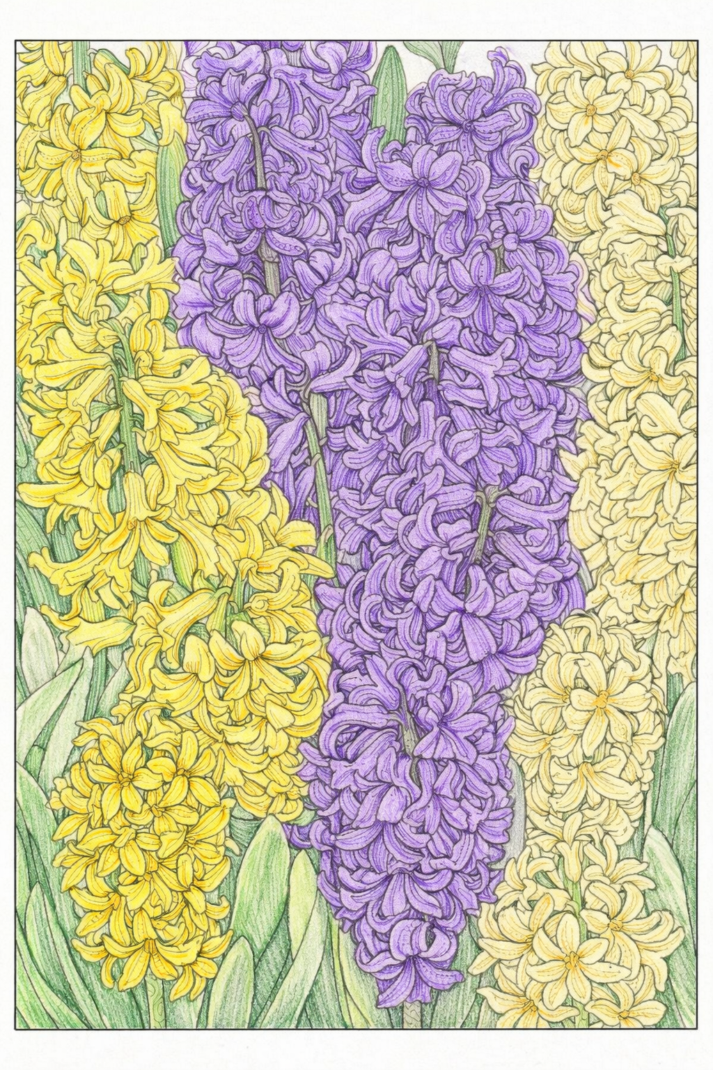 ヒヤシンスの精密塗り絵見本。黄色と紫の補色でコントラストを効かせた配色