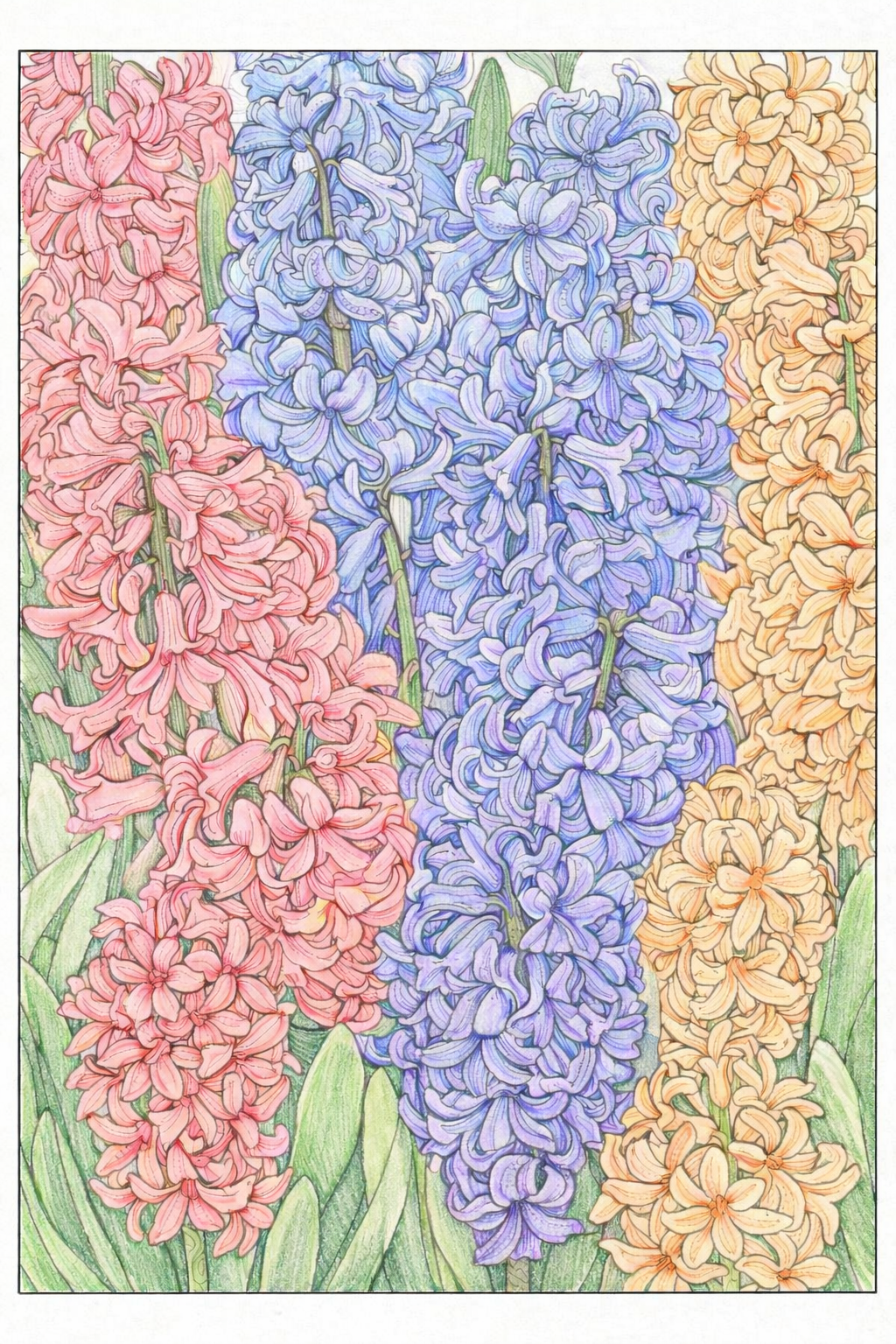 ヒヤシンスの精密塗り絵見本。ピンク、青、オレンジなど多色使いのカラフルな配色