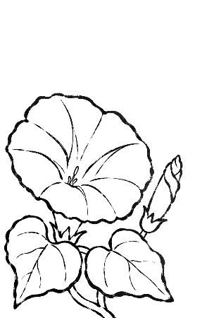 朝顔の絵手紙風塗り絵