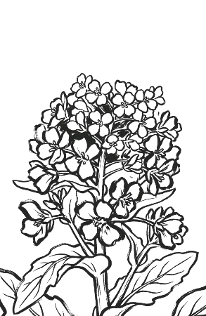 春の花「菜の花」の絵手紙風無料塗り絵。高齢者向けの太い線画イラスト
