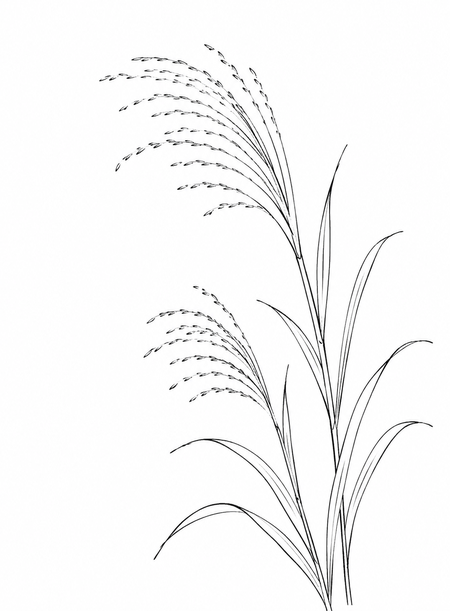 すすきと月の絵手紙ぬりえ画像