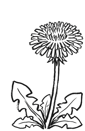 春の道端に咲くたんぽぽの絵手紙風塗り絵。はがきサイズ対応のレク素材