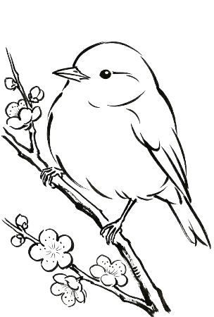 梅の枝に止まるふっくらとしたウグイスの絵手紙風塗り絵。はがきサイズ
