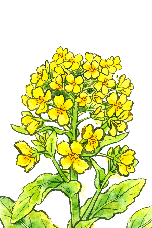 菜の花の絵手紙塗り絵見本。水彩絵の具で瑞々しく仕上げた春の風景