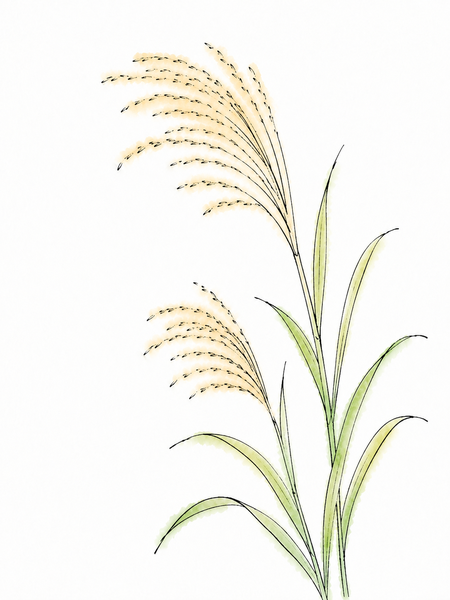 すすきの絵手紙ぬりえ見本1