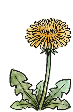 たんぽぽの塗り絵見本。黄色と緑の淡い水彩画風