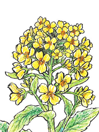 菜の花の絵手紙塗り絵見本。色鉛筆で温かみのある雰囲気に仕上げた春の風景