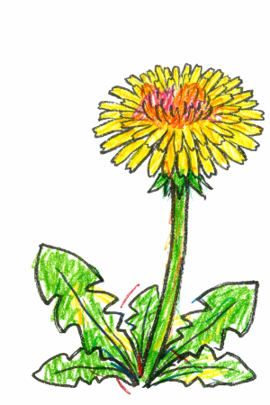 たんぽぽの塗り絵見本。色鉛筆でオレンジや赤を重ねて立体感を出した作品