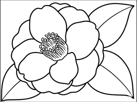 11月から2月にかけて咲く花、寒椿（かんつばき）の高齢者向けシンプル塗り絵。大きな花と葉の線画